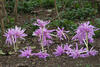 _A049676croofm.jpg